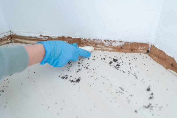 Bird Control in Corvallis, OR
